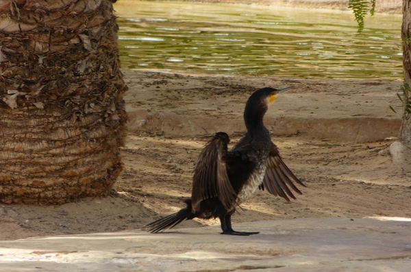 Zdjęcie z Tunezji - wg Muhameda to afrocarbo- taki tutejszy kormoran, ale Papuas będzie wiedział...))) 
