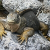  - Zdjęcie  - Na Wyspach Galapagos