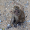 Zdjęcie z Tajlandii - Tu również spotykamy makaki