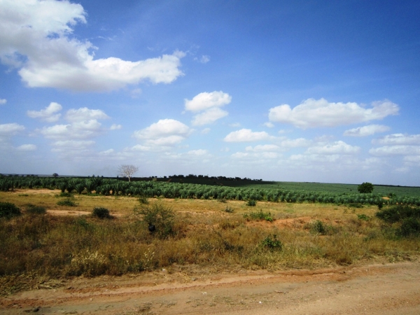 Zdjęcie z Kenii - pole agawy sizalowej