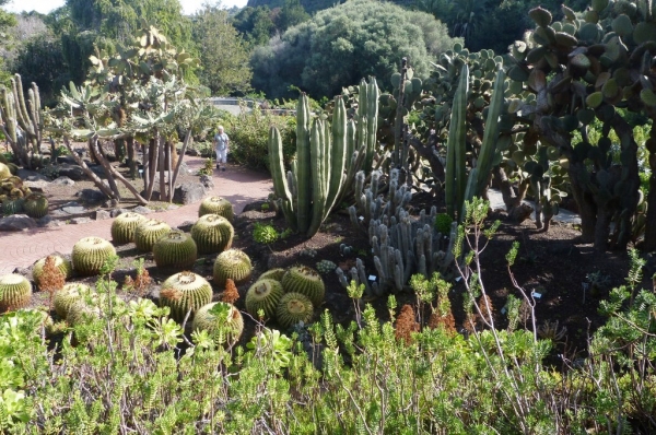 Zdjęcie z Hiszpanii - Jardim de Canario