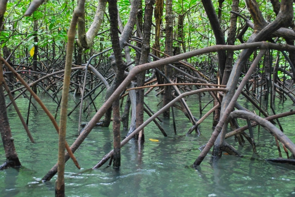 Zdjęcie z Tajlandii - AO PHANG NGA