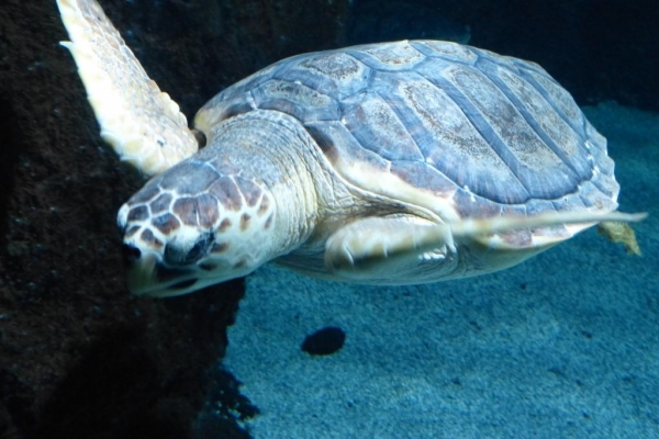 Zdjęcie z Hiszpanii - C. Teguise - Aquarium