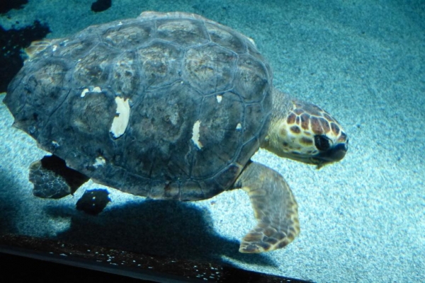 Zdjęcie z Hiszpanii - C. Teguise - Aquarium