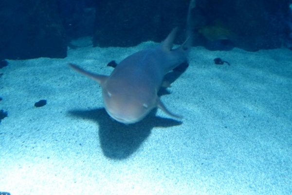 Zdjęcie z Hiszpanii - C. Teguise - Aquarium