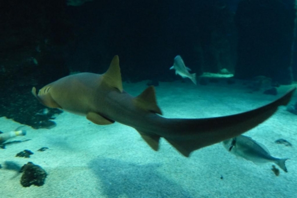 Zdjęcie z Hiszpanii - C. Teguise - Aquarium