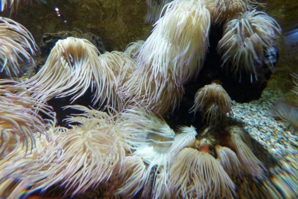 Zdjęcie z Hiszpanii - C. Teguise - Aquarium