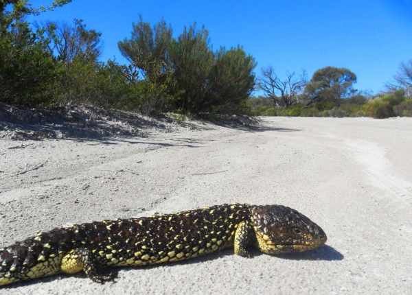 Zdjęcie z Australii - Jaszczura sleeping lizard