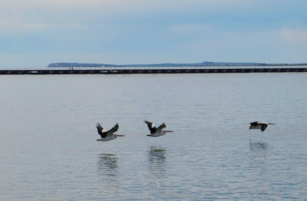 Zdjęcie z Australii - Jezioro Lake Albert