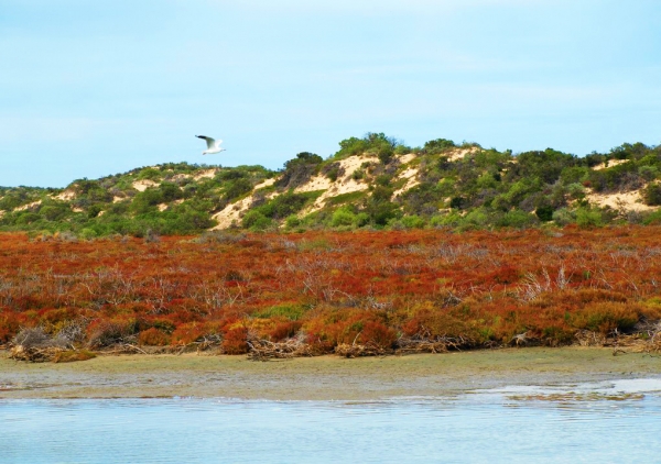 Zdjęcie z Australii - Coorong National Park