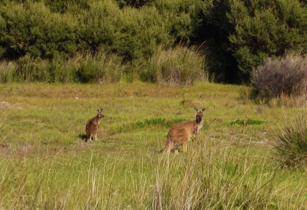 Zdjęcie z Australii - Sa i kangury :)