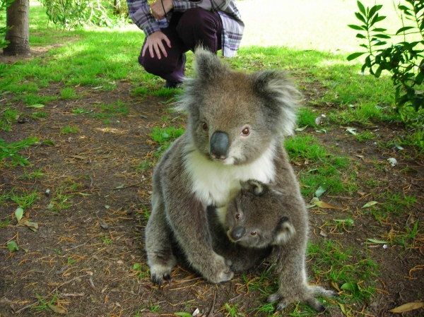 Zdjęcie z Australii - Przyjazna misiowa