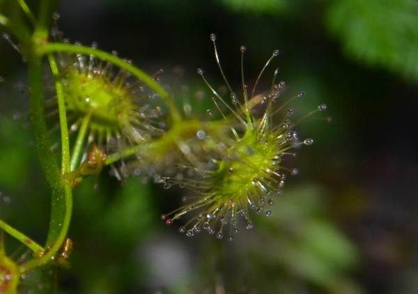 Zdjęcie z Australii - Sundew, czyli rosiczka