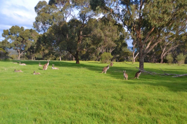 Zdjęcie z Australii - Kangurza polana