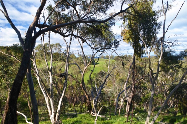 Zdjęcie z Australii - Busz i przeswitujaca