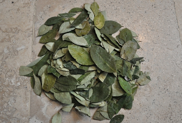 Zdjęcie z Boliwii - liście koki