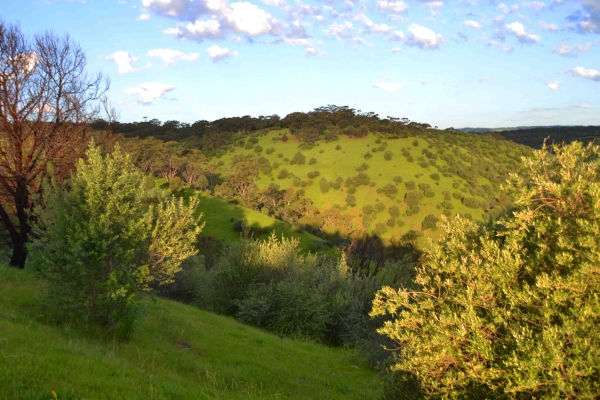 Zdjęcie z Australii - Onkaparinga Gorge