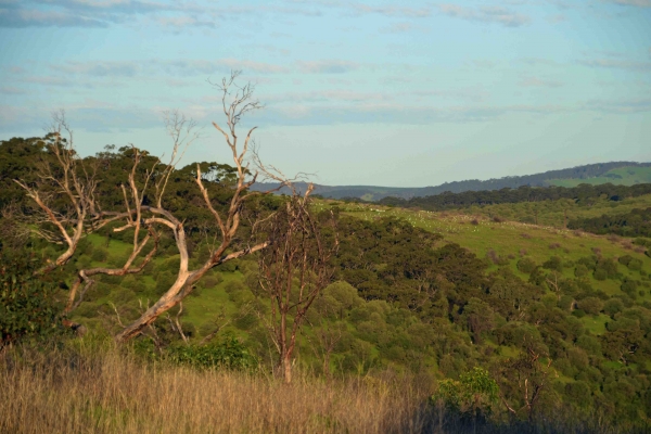 Zdjęcie z Australii - Onkaparinga Gorge