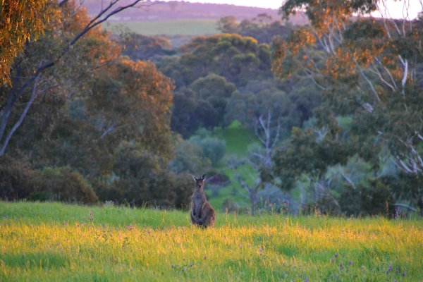 Zdjęcie z Australii - Onkaparinga Gorge