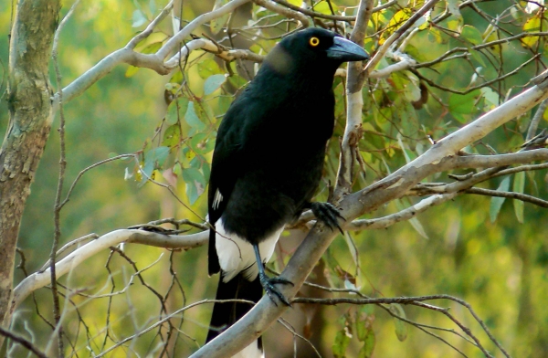 Zdjęcie z Australii - Currawong