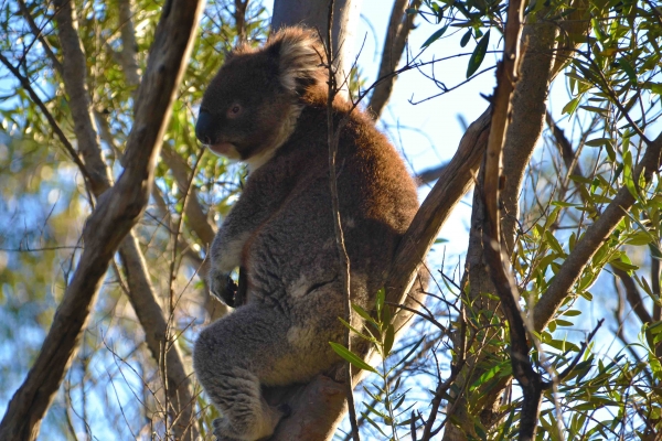 Zdjęcie z Australii - Misiek nie byl zachwycony