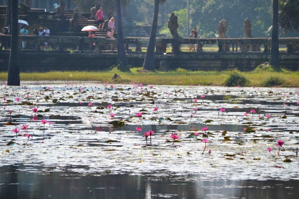 Zdjęcie z Kambodży - Sadzawki Angkor Wat