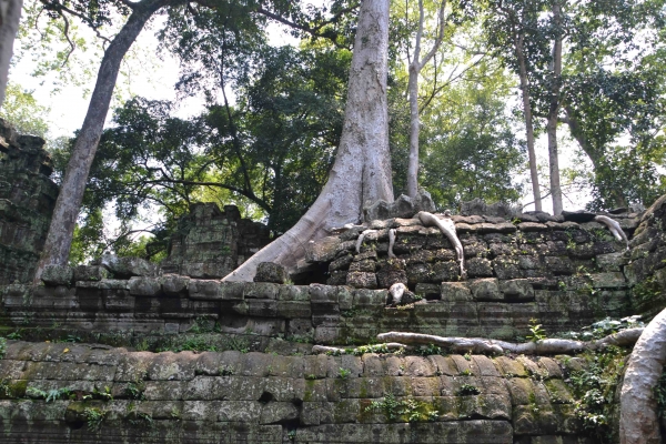 Zdjęcie z Kambodży - Ta Prohm