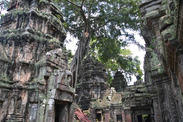 Zdjęcie z Kambodży - Ta Prohm