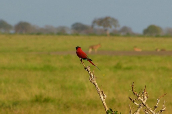 Zdjęcie z Kenii - czerwony jak ziemia Tsavo