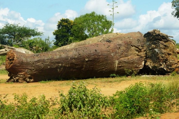 Zdjęcie z Kenii - powalony baobab