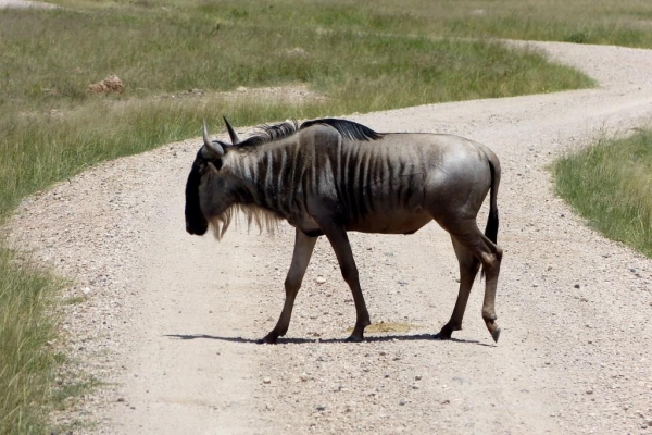 Zdjęcie z Kenii - tuż za bramą parku wita nas gnu