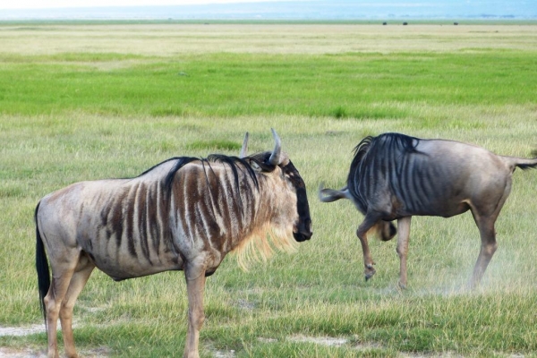 Zdjęcie z Kenii - i znów mijamy parkę gnu