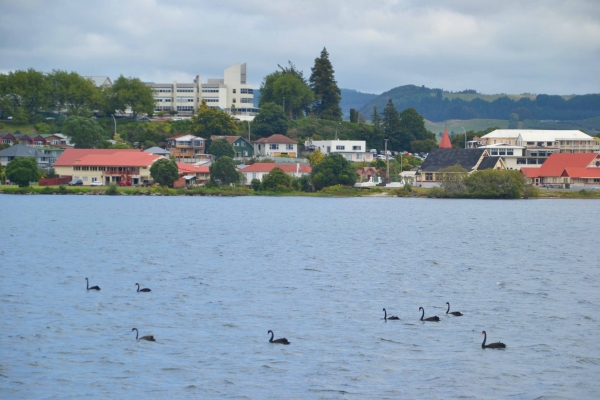 Zdjęcie z Nowej Zelandii - Rotorua widziana ze statku