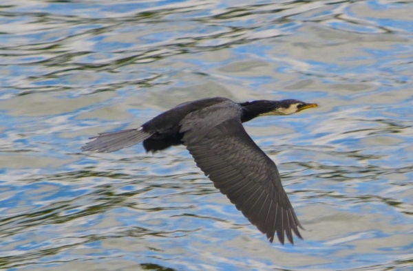 Zdjęcie z Nowej Zelandii - Kormoran black shag