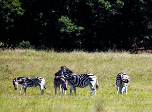 Zdjęcie z Republiki Półudniowej Afryki - LALIBELLA Safari