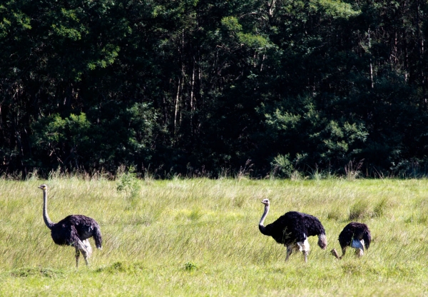 Zdjęcie z Republiki Półudniowej Afryki - LALIBELLA Safari