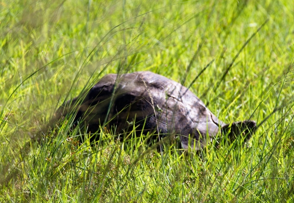 Zdjęcie z Republiki Półudniowej Afryki - LALIBELLA Safari