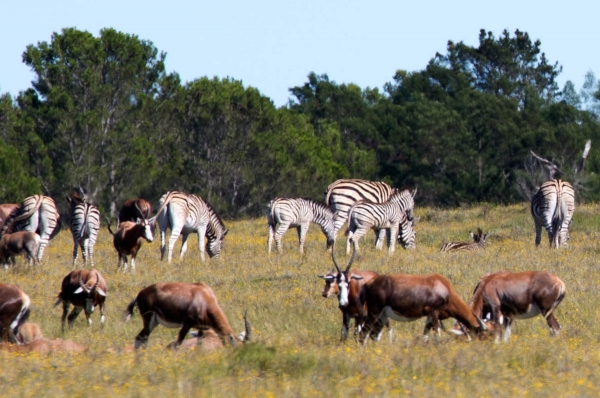 Zdjęcie z Republiki Półudniowej Afryki - LALIBELLA Safari