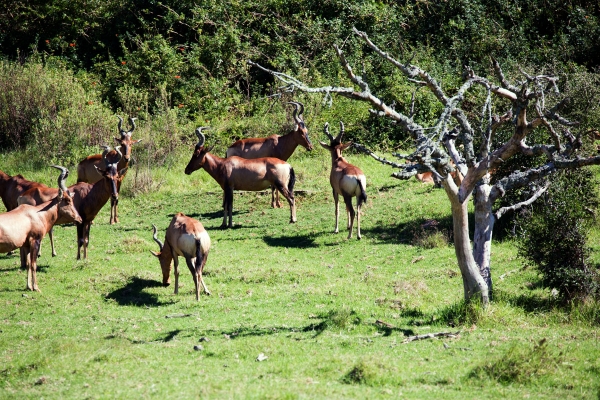 Zdjęcie z Republiki Półudniowej Afryki - LALIBELLA Safari