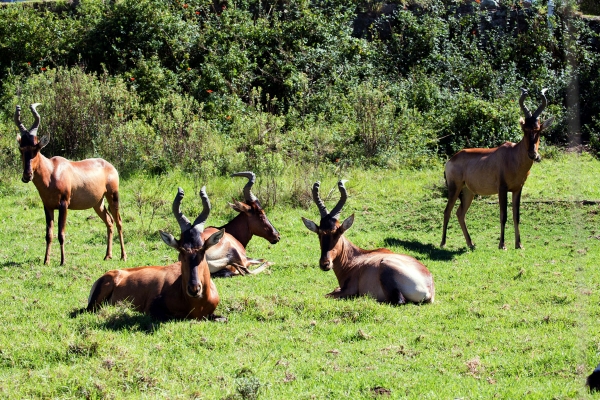 Zdjęcie z Republiki Półudniowej Afryki - LALIBELLA Safari