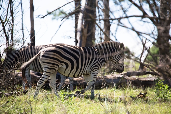 Zdjęcie z Republiki Półudniowej Afryki - LALIBELLA Safari