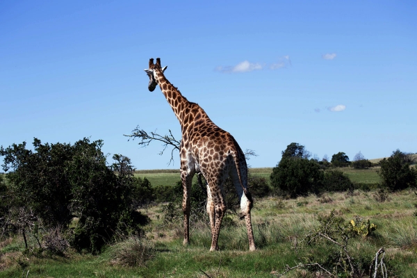 Zdjęcie z Republiki Półudniowej Afryki - LALIBELLA Safari