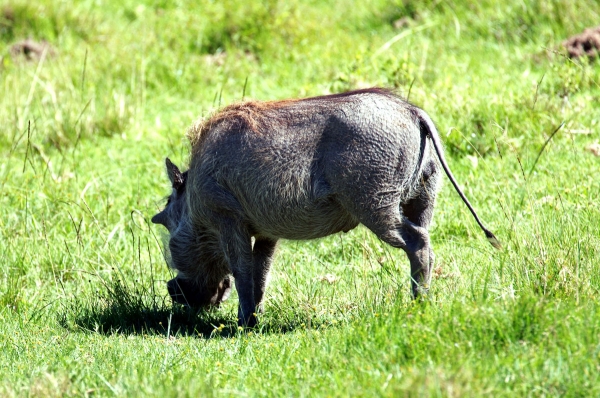 Zdjęcie z Republiki Półudniowej Afryki - LALIBELLA Safari