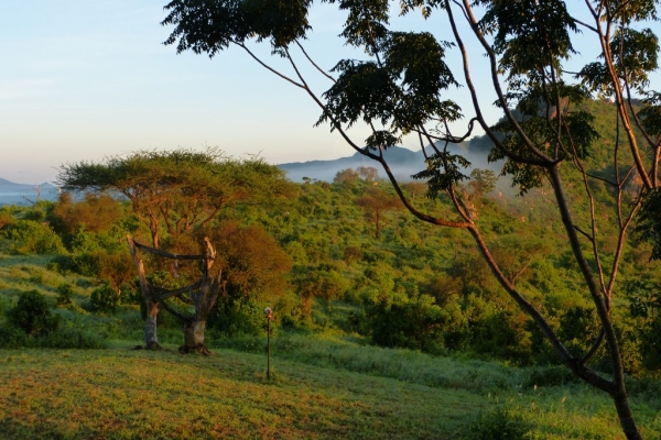 Zdjęcie z Kenii - rankiem na sawannie