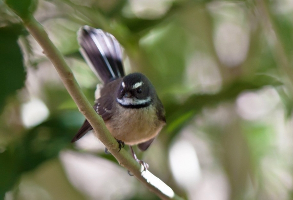 Zdjęcie z Nowej Zelandii - Ptaptaszek New Zealand Fantail