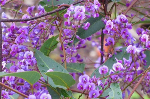 Zdjęcie z Australii - Flora