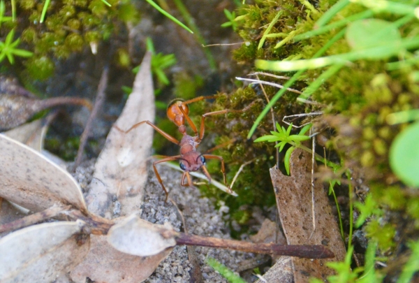 Zdjęcie z Australii - Wielka i agresywna mrowa - red inch ant