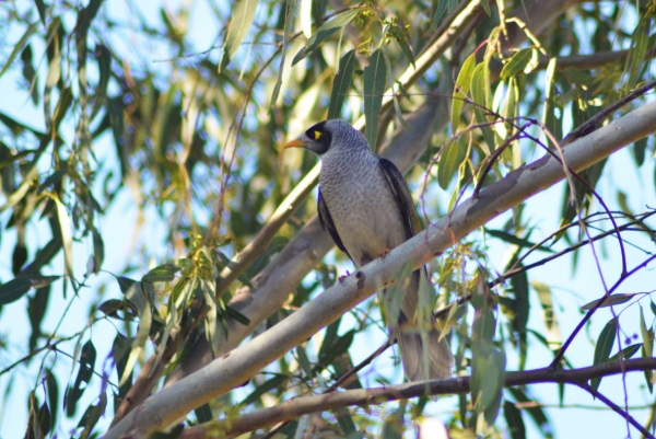 Zdjęcie z Australii - noisy miner - ptak z rodziny miodojadow