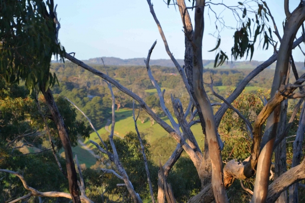 Zdjęcie z Australii - Okolice Kangarilla