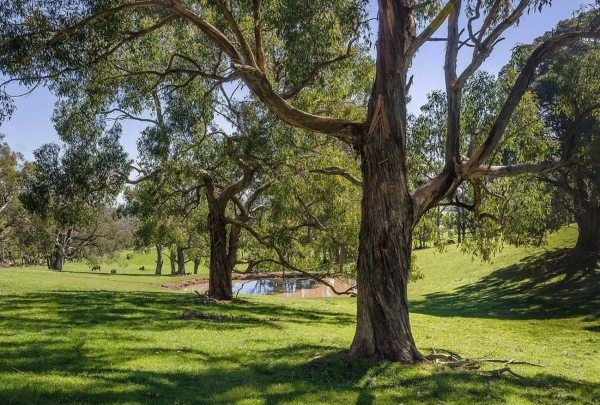 Zdjęcie z Australii - Pastwiska Kangarilli, widac stawik zwany billabong